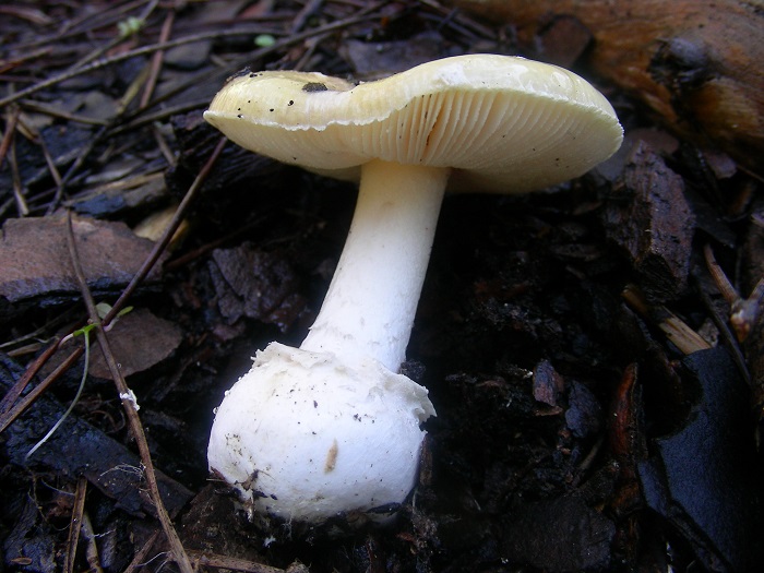 973 Marzo vecchio ritrovamento